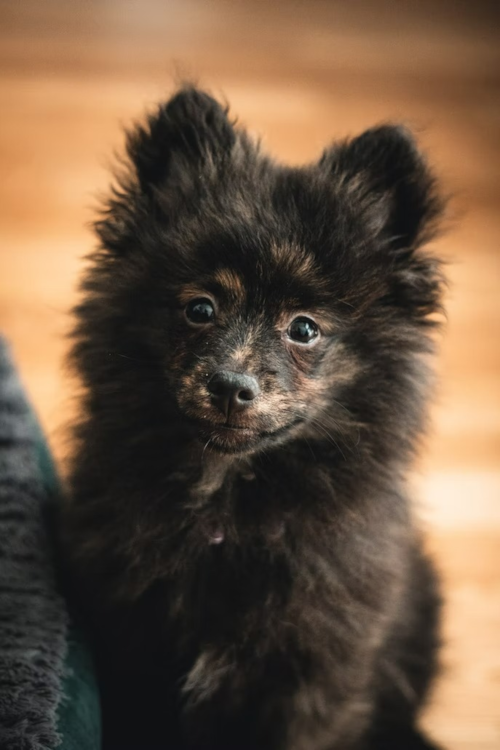 black Pomsky puppy